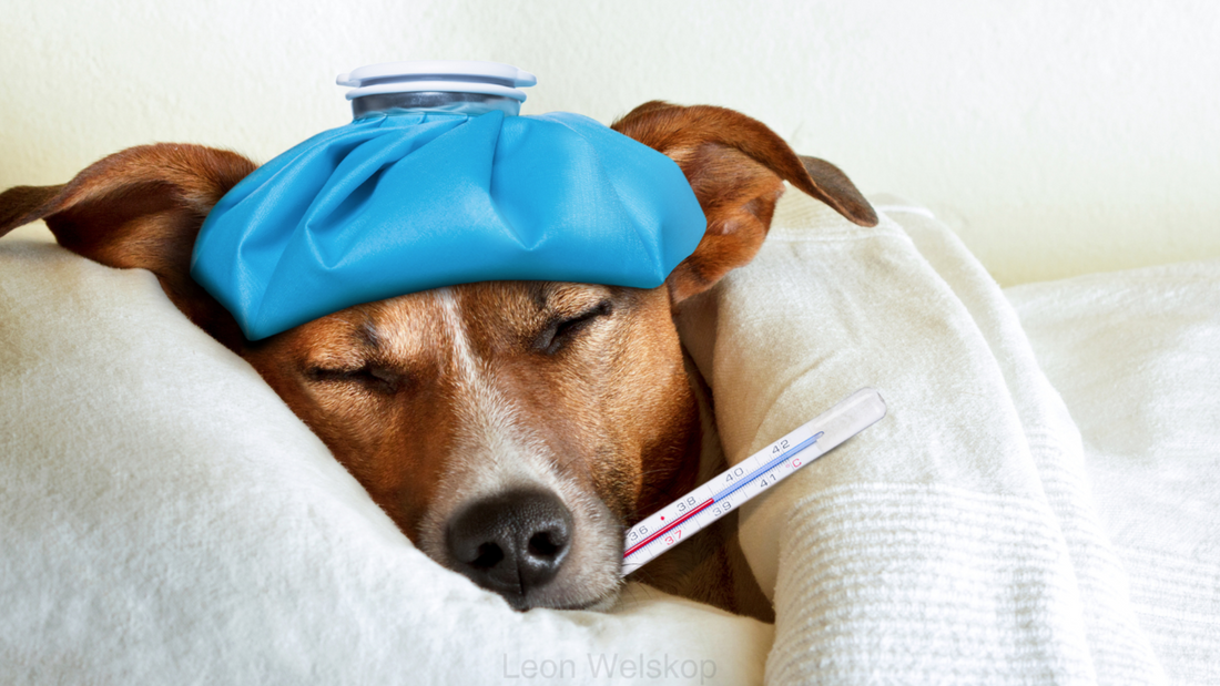 Hundekrankenversicherung