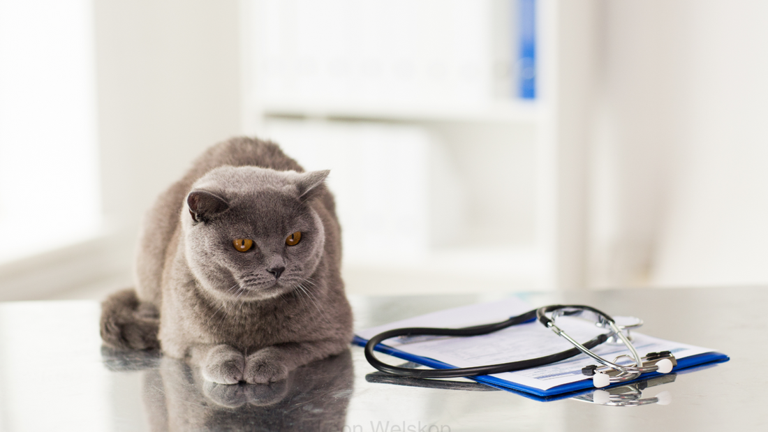 Katzenkrankenversicherung